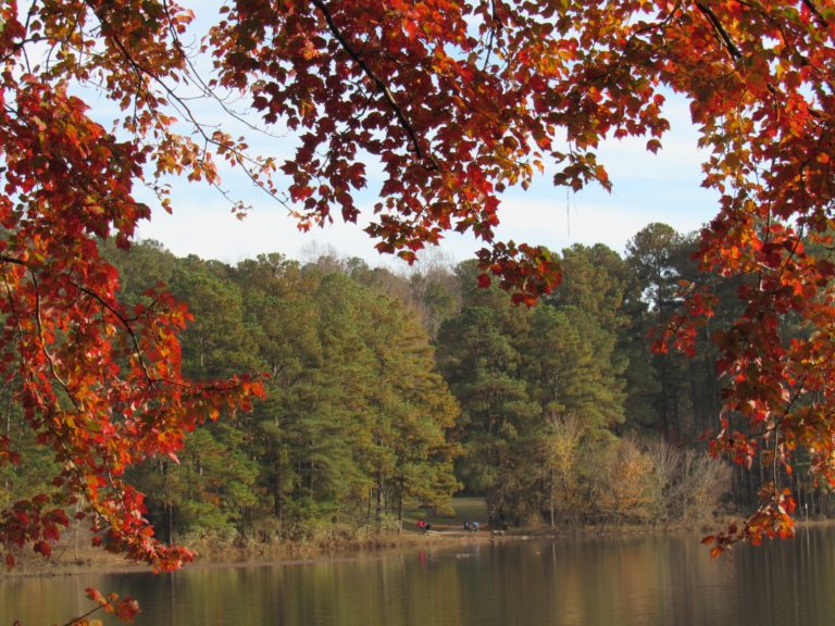 Trees around a lake